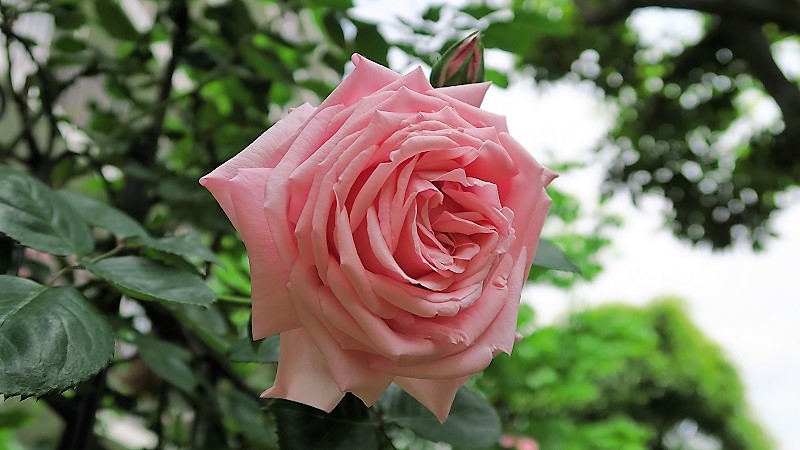 ローズハイツのバラの写真